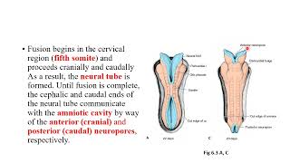 7 Third to Eight weeks The embryonic period [upl. by Avot]