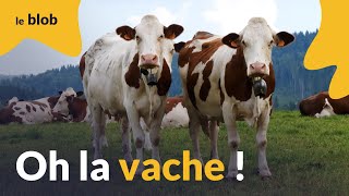 Oh la vache  Une histoire naturelle des bovins de leur origine à nos jours  Documentaire [upl. by Amis142]