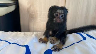 Adorable Tamarin Monkey [upl. by Meriel]