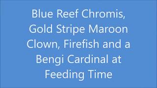 UPDATE 9 Blue Reef Chromis Maroon Clown Firefish Bengi Cardinal [upl. by Bausch472]