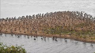 Black tailed Godwit large flock [upl. by Pacien79]