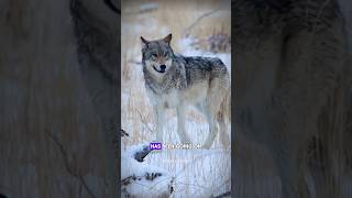 Wolf And Raven Friendship facts science sciencefacts shorts [upl. by Neetsirhc141]