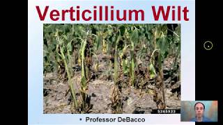 Verticillium Wilt [upl. by Oribella]