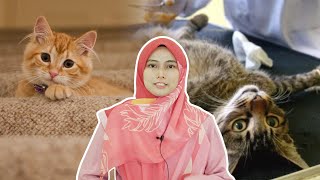 Tengok Video Ini Dahulu Sebelum Mandulkan Kucing [upl. by Imot]