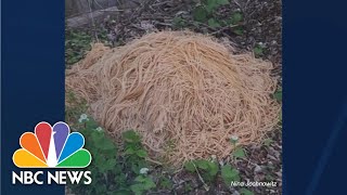 New Jersey neighbors find source of mystery pasta piles [upl. by Sander619]