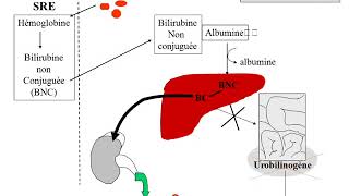 biochimie des ictères partie 3 [upl. by Hartley]