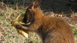 Benet valabi  Bennetts wallaby  Macropus rufogriseus [upl. by Accire]