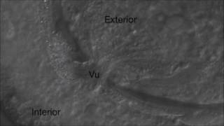 Discovery of a Natural Microsporidian Pathogen with a Broad Tissue Tropism in Caenorhabditis elegans [upl. by Acinahs90]