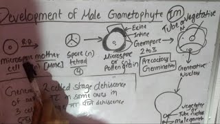 Development of male gametophyte [upl. by Heeley791]