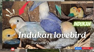 Indukan lovebird ini selalu keluar visual biola pastel [upl. by Nalyorf]