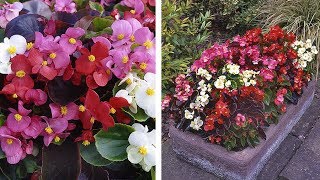 How to Grow Begonia Organdy Summer Garden Guide [upl. by Herminia193]