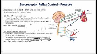 Cardiovascular Physiology  Blood Pressure Control Systems [upl. by Oiratnom]