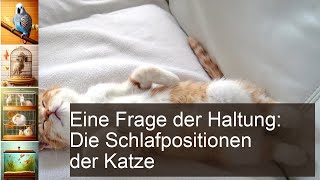 KatzenSchlafpositionen Bedeutung ungewöhnlicher Posen [upl. by Burkley]