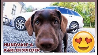 HUNDVALP amp KÄRLEKSBILDER 😍  Vlogg [upl. by Tufts]