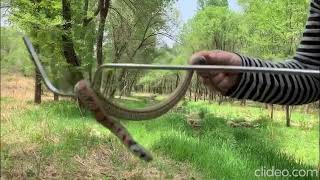 Rhabdophis lateralis Tiger Keelback Labagoumen Primeval Forest 2019 [upl. by Rother]