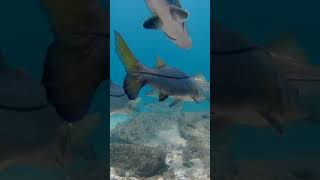 Boynton Inlet Underwater Camera Ocean Wildlife Fishing [upl. by Aipmylo971]