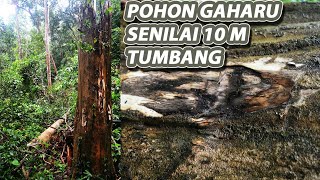 POHON GAHARU BESAR [upl. by Towroy]