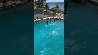 Dolphinaris excursion Cozumel Mexico [upl. by Sidnal]