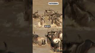 The Great Migration Africa’s Epic Wildlife Journey wildlife migration journey facts shorts [upl. by Salomo479]