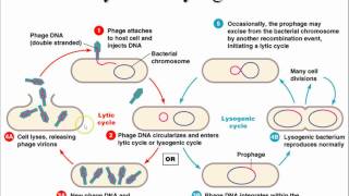 AP Biology Chapter 43 Immune System Part 1 [upl. by Eirot890]