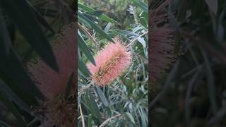 브러쉬를 닮은 병솔나무 Callistemon lanceolatus [upl. by Myer380]