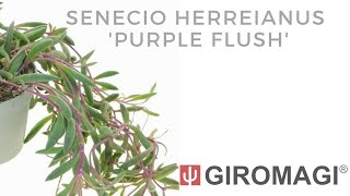 Senecio herreianus Purple Flush [upl. by Llenrub]