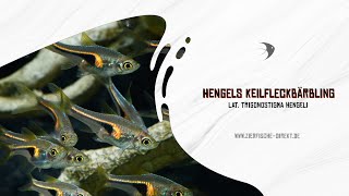 Hengels Keilfleckbärbling Trigonostigma hengeli bei ZierfischeDirekt [upl. by Sabas]