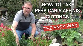 How to Take Persicaria affinis Superba Stem Cuttings  How to Propagate Persicaria affinis [upl. by Amilah]