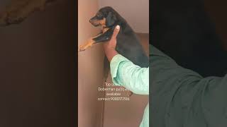 doberman sale puppy salem coimbatore erode tirupur karur dharmapuri trichy royalkennel [upl. by Anwadal]