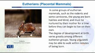 Eutherians Placental Mammals  Biodiversity amp EvolutionII  BT201Topic072 [upl. by Nahama929]