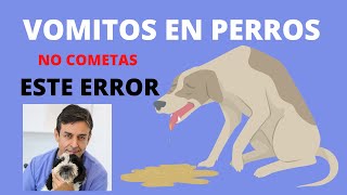 🧡 VOMITOS EN PERROS ¿Por Qué VomiTaN los PerroS 🧡 🧡 🧡 [upl. by Nraa647]