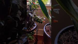 Office Plants with Nematanthus Black Goldfish Plant [upl. by Daveen]