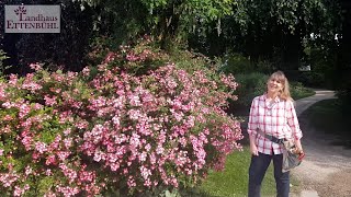 Lieblingsrosen  Hochblüte zum Greifen nah [upl. by Sarazen]