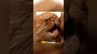 Tdk sanggup  kucinglucu cat funny shotrs trending fypシ゚viral [upl. by Oiligriv]