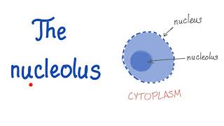 The Nucleolus the small nucleus [upl. by Ledif]