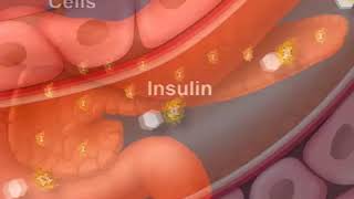 How Diabetes Affects Your Blood Sugar An Animated Guide [upl. by Sylvie877]