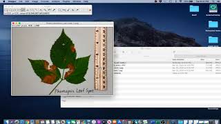 ImageJ Tutorial 12  Set Scale Photo [upl. by Nilloc671]