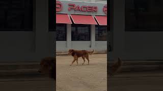 Perrito callejero camina medí renqueando por una calle [upl. by Zzaj809]