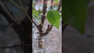 Ficus Benjamina Water Propagation Experiment Results ficusbenjamina ficusbonsai shorts [upl. by Sachsse]