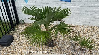 Rehoboth Beach Delaware Palm Trees End of Summer 2024 [upl. by Brogle36]