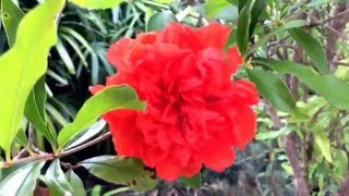 Punica granatum  Flowering pomegranate [upl. by Haneekas]