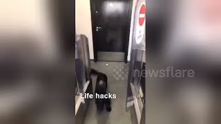 Woman Desperate for Toilet uses Dog to Get In Public Bathroom [upl. by Annairoc]