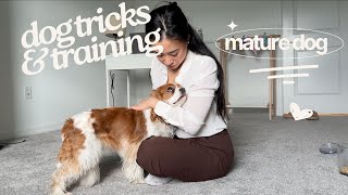 CAN AN OLDER DOG LEARN NEW TRICKS Cavalier King Charles Spaniel Mature Dog [upl. by Oiled]