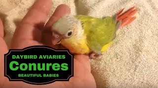 Green Cheek Conure Mutations  Cinnamon Dilute Yellowsided Dilute Cinnamon Normal Green [upl. by Oiled221]