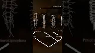 Arthropods emerge from the water documentary universe dinosaur [upl. by Llecrep]