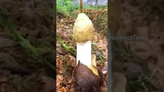 Phallus indusiatus Bamboo mushroom [upl. by Lirrad]