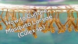 How To Culture Mosquito Larvae For Fish Food [upl. by Atiuqa]