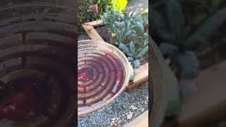 Do you know how to eliminate earwigs diy homemade pestmanagement insects insectrepellent [upl. by Bruyn]