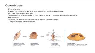 Osteogenic Cells and Osteoblasts [upl. by Seuqcaj827]