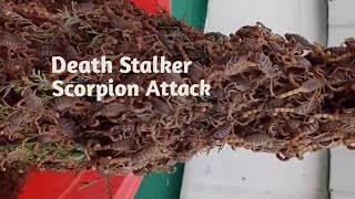 death stalker scorpion breeding [upl. by Hemingway618]